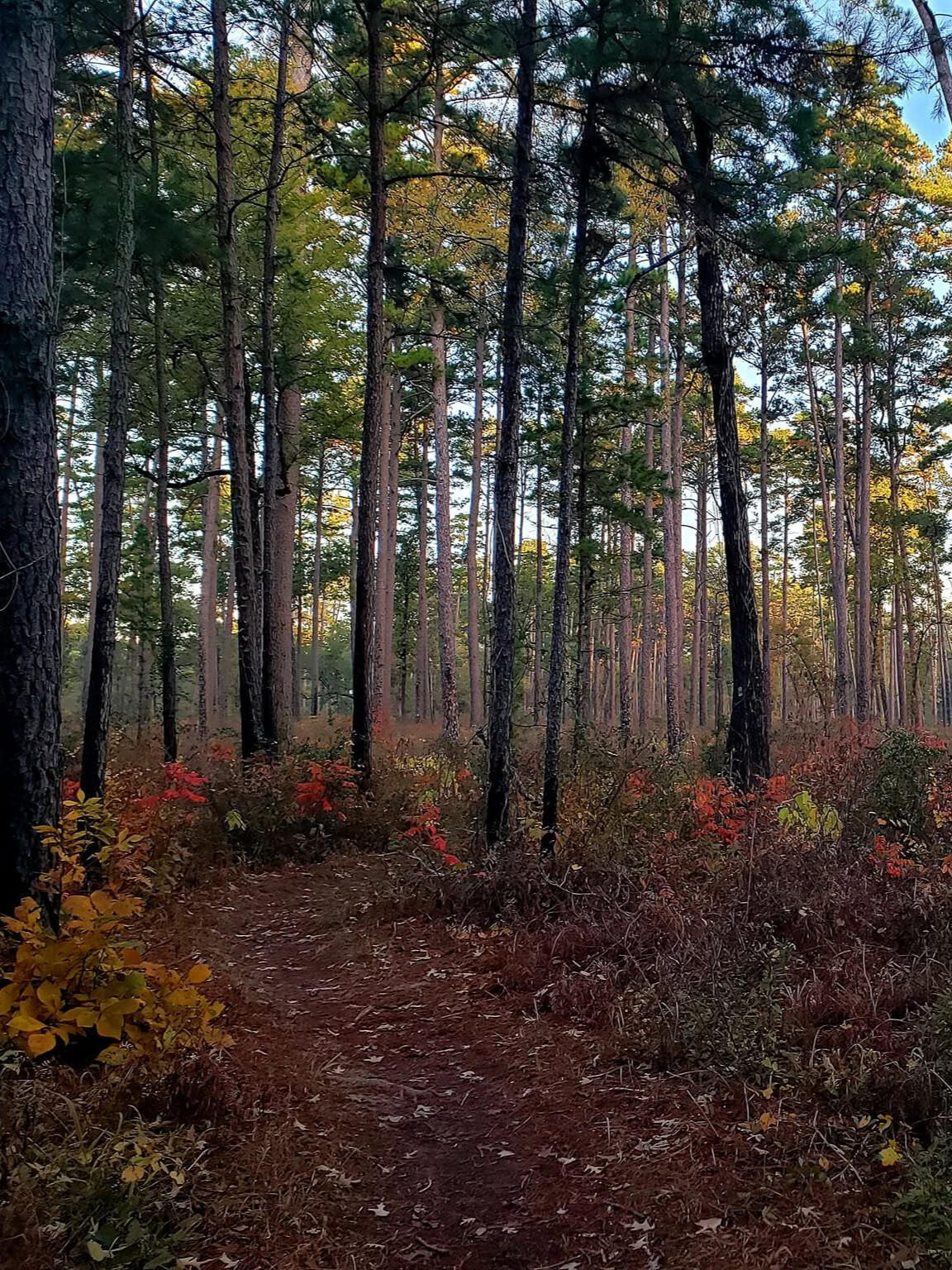 Autumn Red Bring your humor. Leave the complaints at home. Overnight camping in a primitive campsite. A real men's retreat.